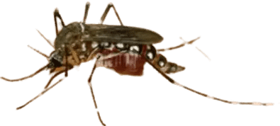 Fumigation-Dengue Control Spray