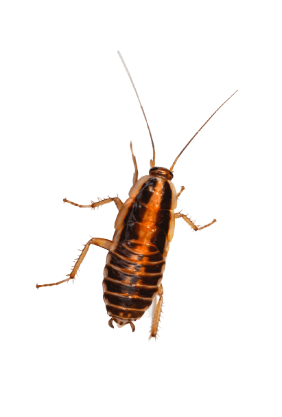 Cockroach nymph infestation requiring professional Cockroach Control Lahore services