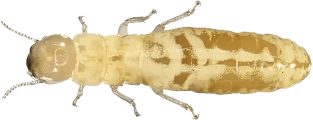 Services of Termite Control, Deemak Control